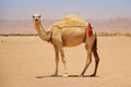Dromedary or Arabian camel in the desert