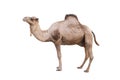 Dromedary or arabian camel isolated on white background Royalty Free Stock Photo