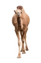 Arabian camel isolated on white background Royalty Free Stock Photo