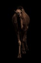 Arabian camel standing in the dark