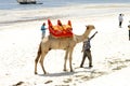 Dromedary on the beach