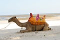Dromedary on the beach for walks Royalty Free Stock Photo
