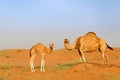Dromedary and calf in desert