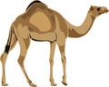 Dromedary camel