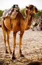 Dromedary camel