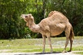 Dromedary camel also know as Arabian Camel and Indian Camel