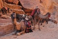 Dromedary camel in the ancient city of Nabe Petra. Tourist attraction and transport for visitors. A ship of the desert, traveling Royalty Free Stock Photo