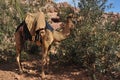 Dromedary camel in the ancient city of Nabe Petra. Tourist attraction and transport for visitors. A ship of the desert, traveling