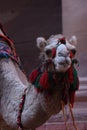Dromedary camel in the ancient city of Nabe Petra. Tourist attraction and transport for visitors. A ship of the desert, traveling Royalty Free Stock Photo