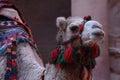 Dromedary camel in the ancient city of Nabe Petra. Tourist attraction and transport for visitors. A ship of the desert, traveling Royalty Free Stock Photo