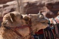 Dromedary camel in the ancient city of Nabe Petra. Tourist attraction and transport for visitors. A ship of the desert, traveling