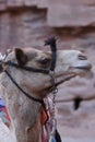 Dromedary camel in the ancient city of Nabe Petra. Tourist attraction and transport for visitors. A ship of the desert, traveling Royalty Free Stock Photo