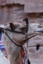 Dromedary camel in the ancient city of Nabe Petra. Tourist attraction and transport for visitors. A ship of the desert, traveling