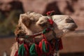 Dromedary camel in the ancient city of Nabe Petra. Tourist attraction and transport for visitors. A ship of the desert, traveling Royalty Free Stock Photo