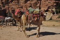 Dromedary camel in the ancient city of Nabe Petra. Tourist attraction and transport for visitors. A ship of the desert, traveling