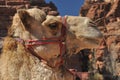 Dromedary camel in the ancient city of Nabe Petra. Tourist attraction and transport for visitors. A ship of the desert, traveling