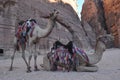 Dromedary camel in the ancient city of Nabe Petra. Tourist attraction and transport for visitors. A ship of the desert, traveling Royalty Free Stock Photo