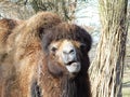 Dromedary camel animal zoo pose