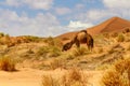 Dromedary Camel. Erg Chebbi, Morocco, Africa Royalty Free Stock Photo