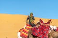 Dromedary camel with blue eyes riding promenade and posing to the camera