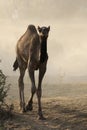 Dromedary camel calf Royalty Free Stock Photo