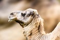 Dromedary or camel Camelus dromedarius close profile portrait