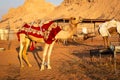 Dromedary camel Camelus dromedarius covered with red blanket on a farm in Sharjah, UAE