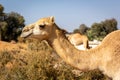 Dromedary camel (Camelus dromedarius) head and neck in profile in a desert farm, UAE.