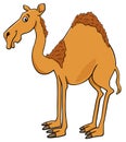 Dromedary camel cartoon animal character
