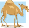 Dromedary camel cartoon illustration