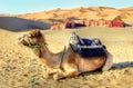 Dromedary camel in the desert