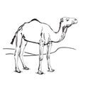 Dromedary Camel in the desert. Hand drawn vector illustration Royalty Free Stock Photo