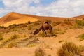 Dromedary Camel. Erg Chebbi, Morocco, Africa Royalty Free Stock Photo