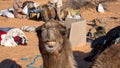 Dromedary camel with a funny expression Royalty Free Stock Photo