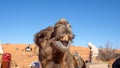 Dromedary camel with a funny expression Royalty Free Stock Photo