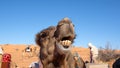 Dromedary camel with a funny expression Royalty Free Stock Photo