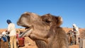 Dromedary camel with a funny expression Royalty Free Stock Photo