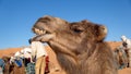 Dromedary camel with a funny expression Royalty Free Stock Photo