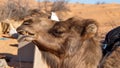 Dromedary camel with a funny expression Royalty Free Stock Photo