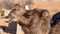 Dromedary camel with a funny expression Royalty Free Stock Photo