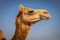 Dromedary camel head (Camelus dromedarius) in profile against blue sky, Digdaga Farm, United Arab Emirates Royalty Free Stock Photo