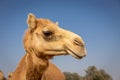 Dromedary camel head (Camelus dromedarius) profile against blue sky, Digdaga Farm, United Arab Emirates Royalty Free Stock Photo