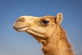 Dromedary camel head (Camelus dromedarius) profile against blue sky, Digdaga Farm, United Arab Emirates Royalty Free Stock Photo