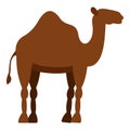 Dromedary camel icon isolated Royalty Free Stock Photo