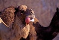 Dromedary Camel Inflates Palate 29896