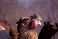 Dromedary Camel Inflates Palate 29898