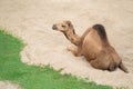 Dromedary camel lying on sand Royalty Free Stock Photo