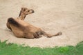 Dromedary camel lying on sand Royalty Free Stock Photo