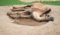 Dromedary camel lying on sand