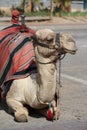 Dromedary Camel near Jericho